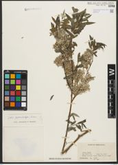 Foto von Salix pycnostachya Andersson